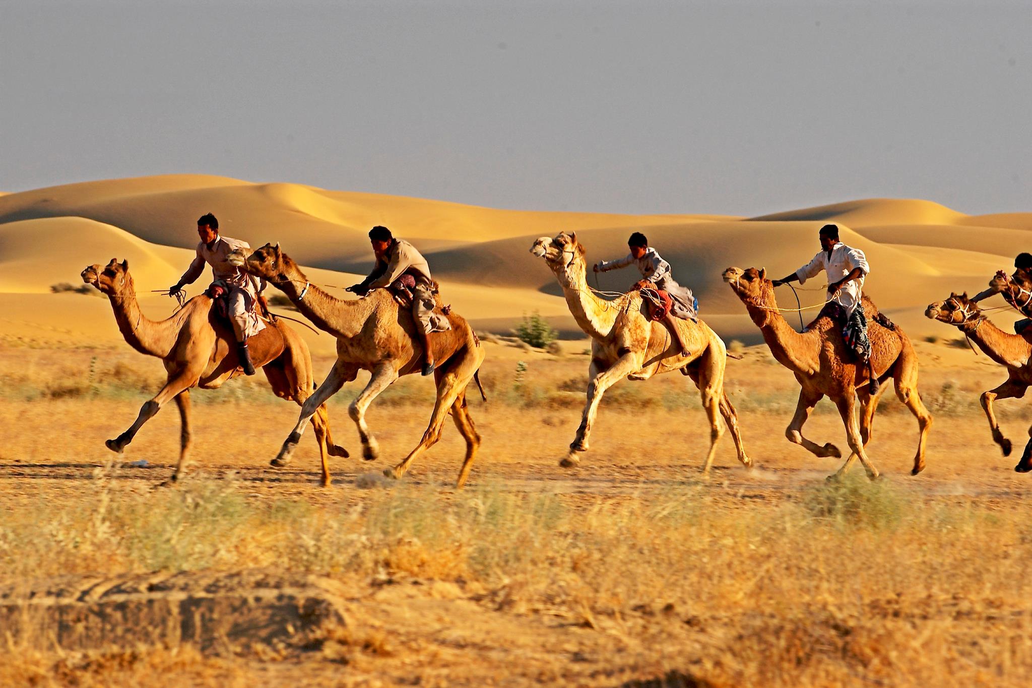 Desert Festival Tours in Rajasthan with Camel Safari Tours in Rajasthan